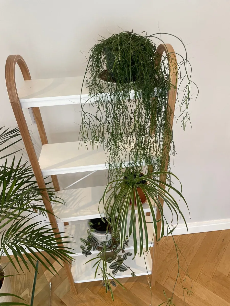 Book shelf - Image 2