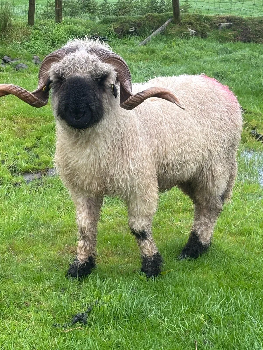 Valais black nose - Image 3