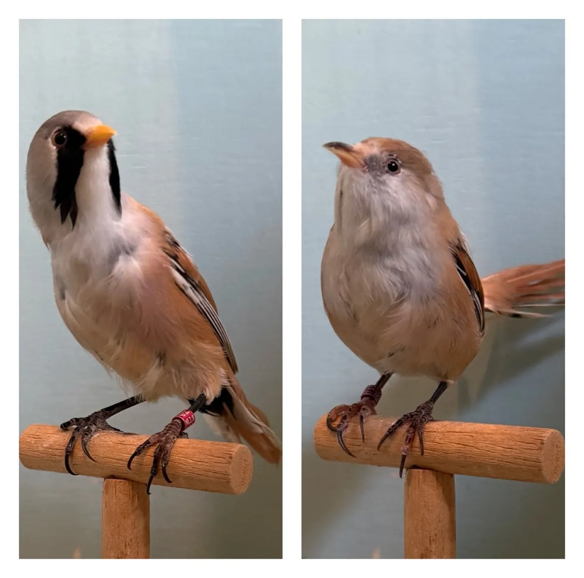 Bearded Reedlings - Image 1