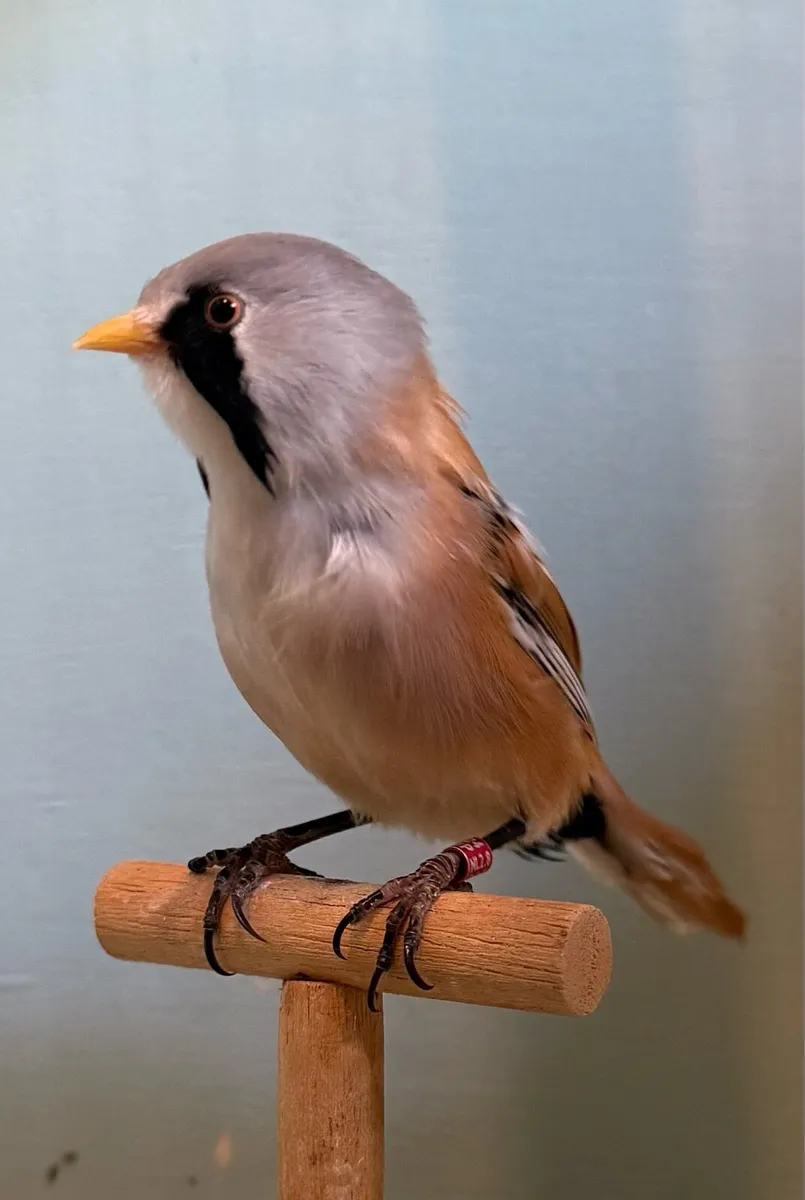 Bearded Reedlings - Image 2