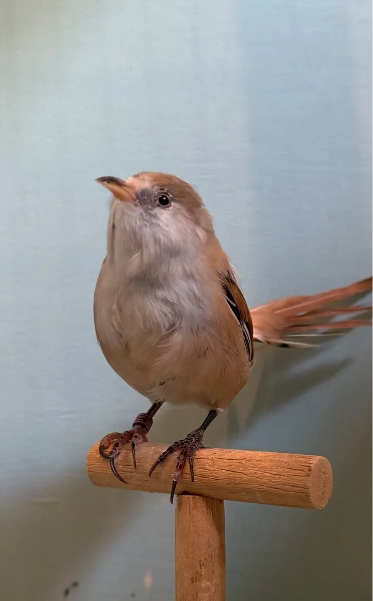Bearded Reedlings - Image 3