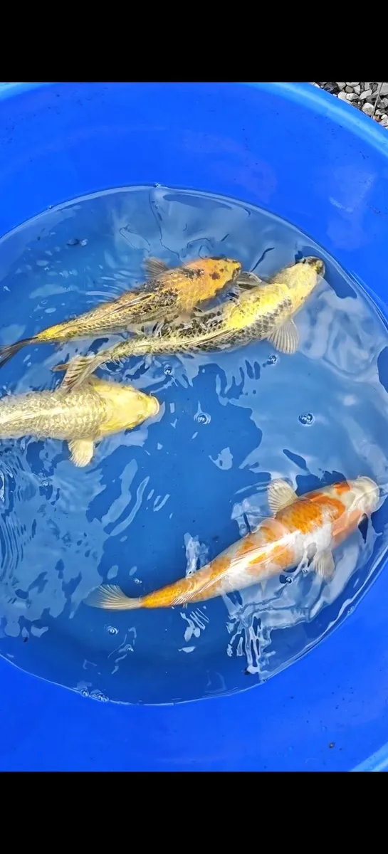 High quality Japanese Koi - Image 1