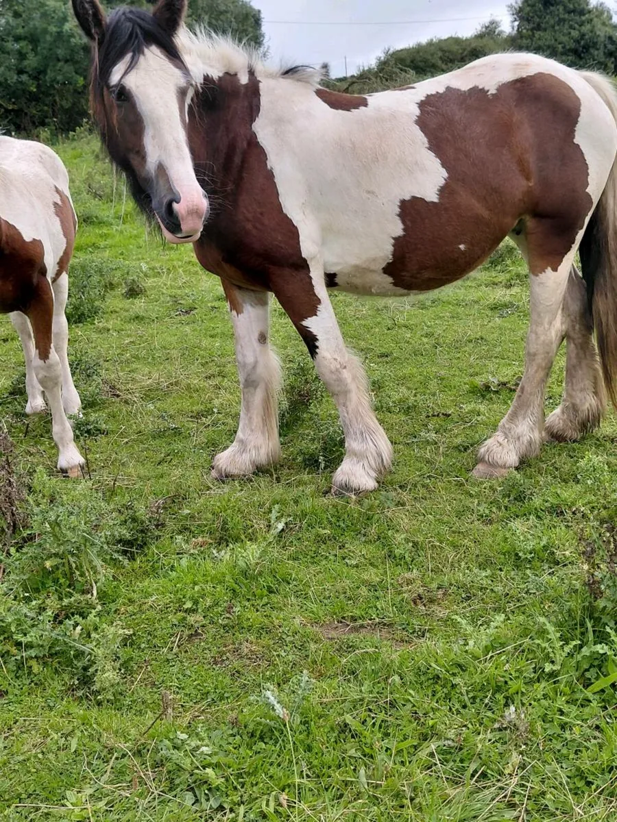 Filly foal - Image 1