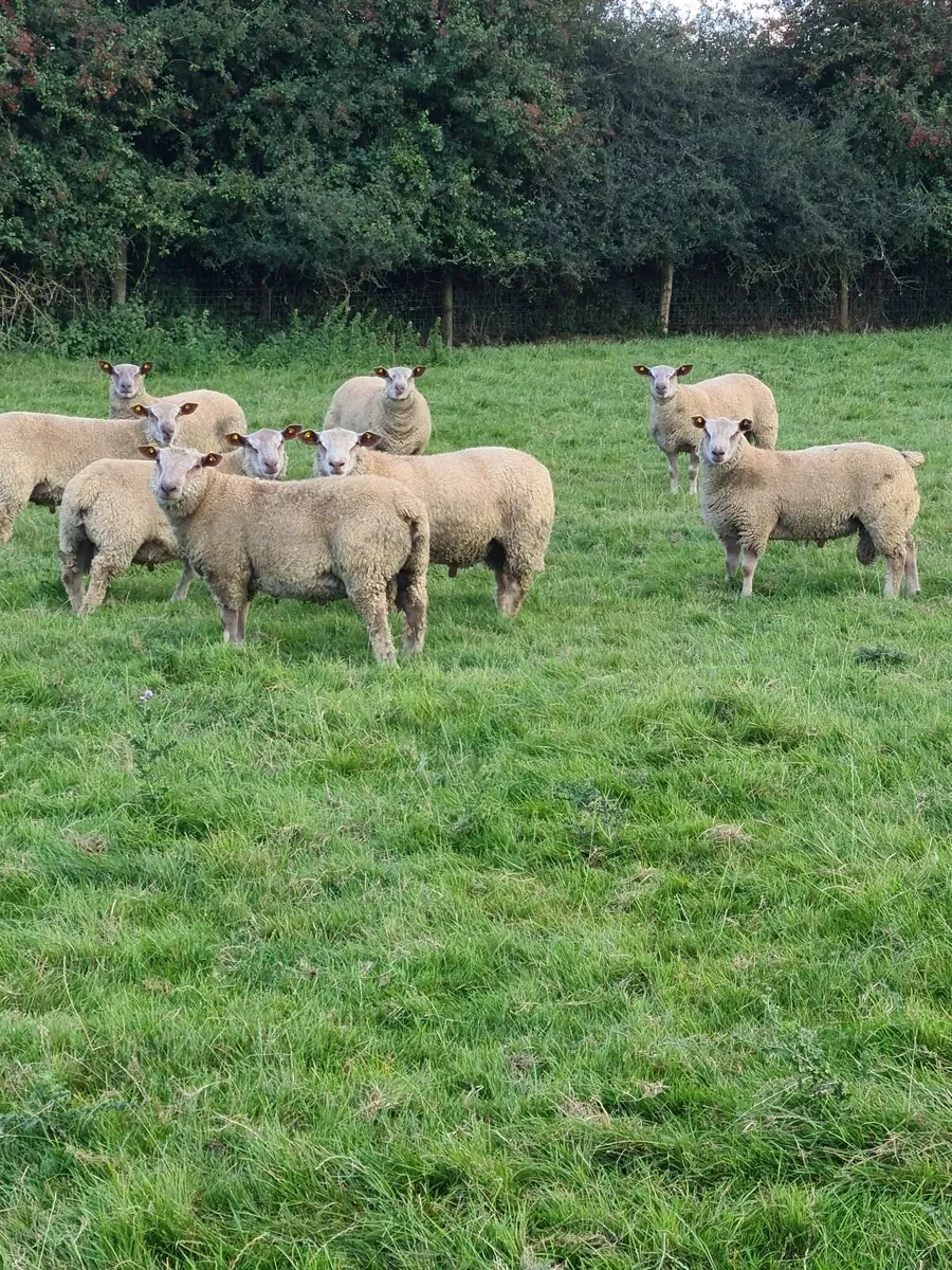 Pedigree Charollais Ram lambs & Hoggets - Image 1
