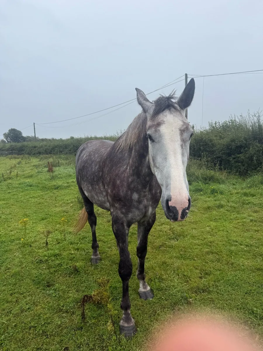 Broodmare - Image 1