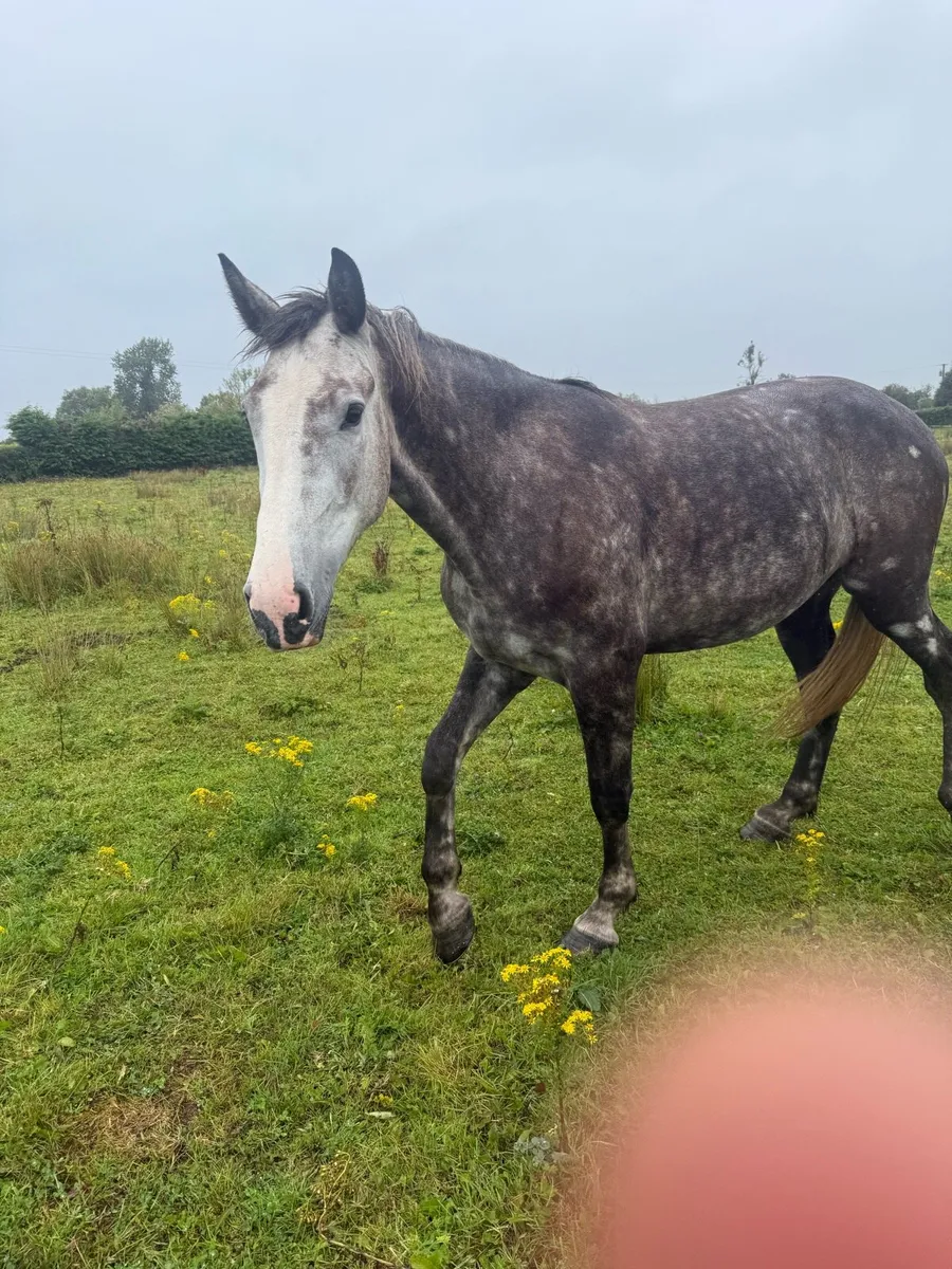 Broodmare - Image 2