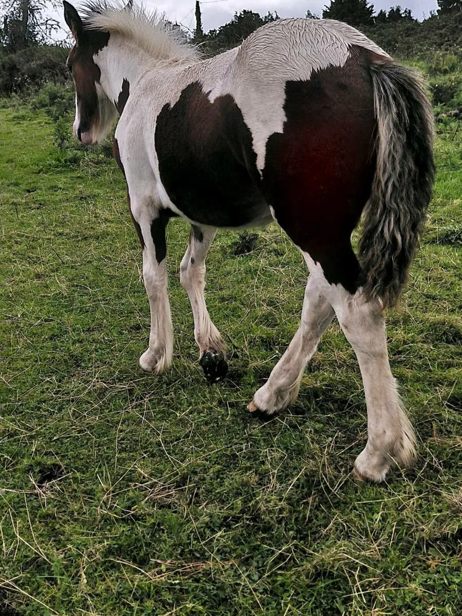 Filly foal - Image 2