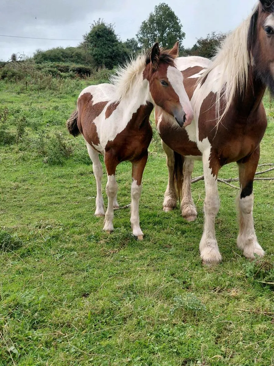 Filly foal - Image 3