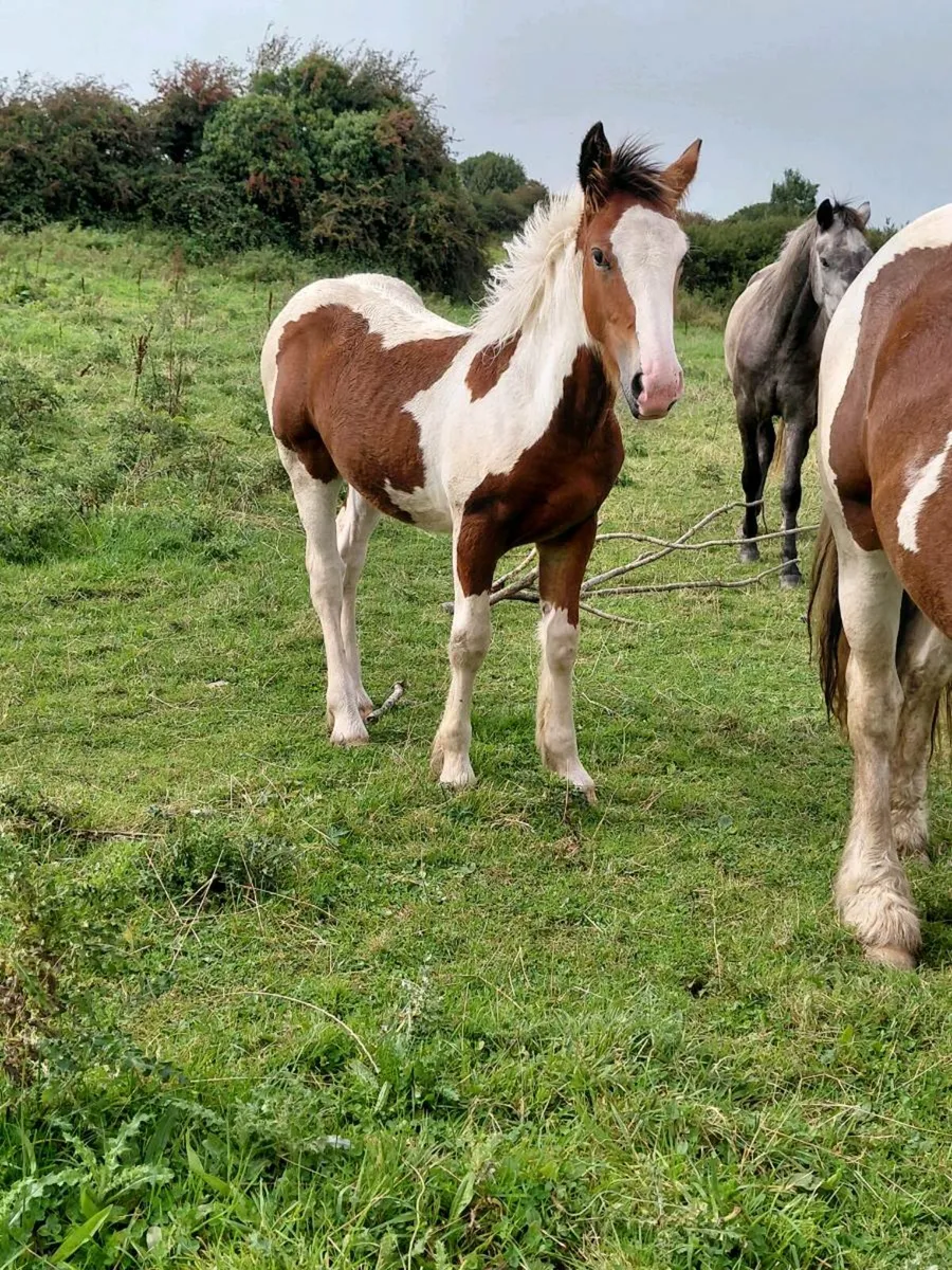 Filly foal - Image 4