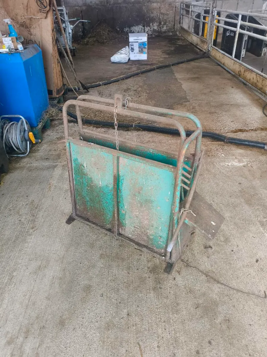 Calf dehorning crate - Image 2