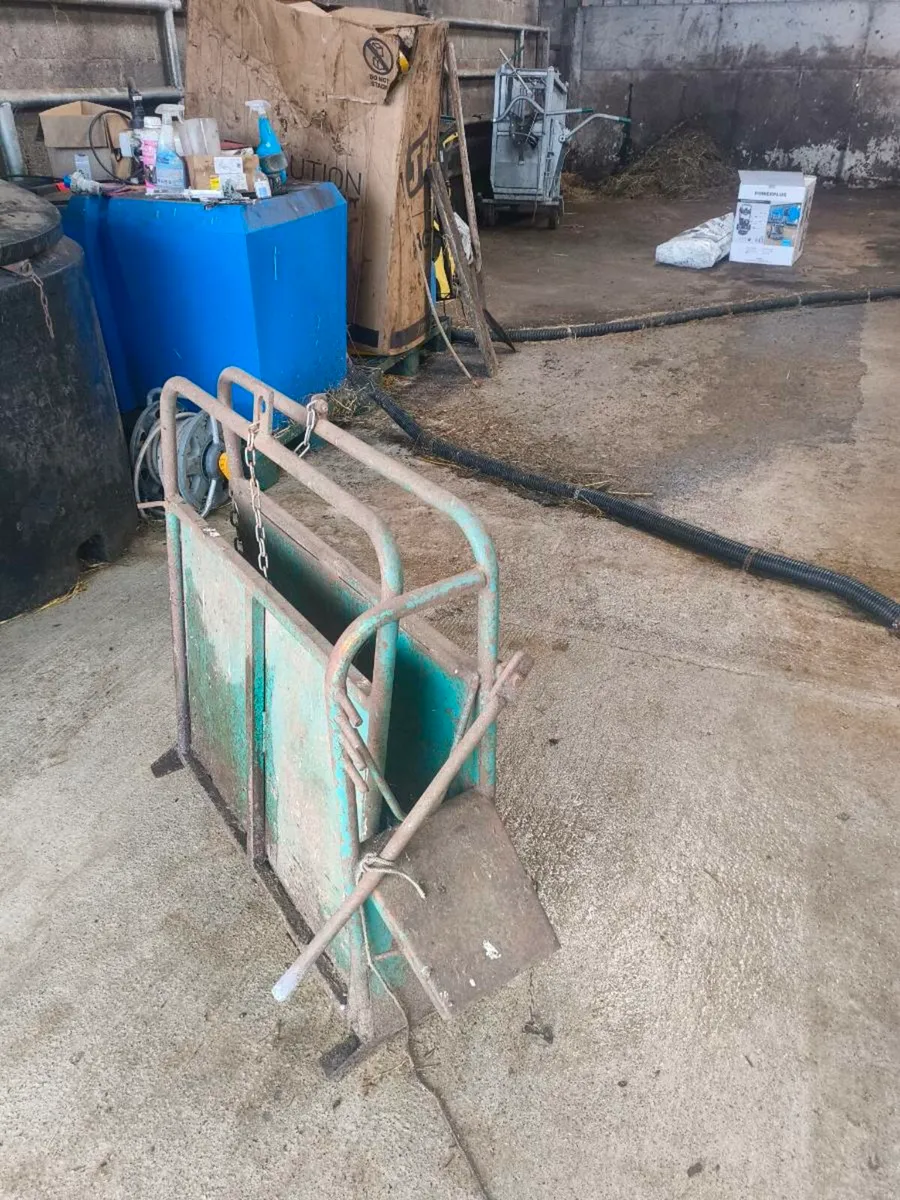 Calf dehorning crate - Image 3