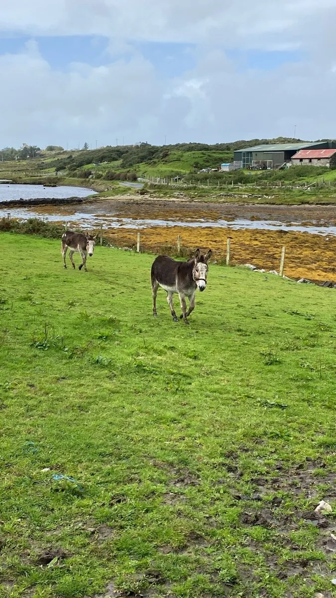 Two mare donkeys - Image 1