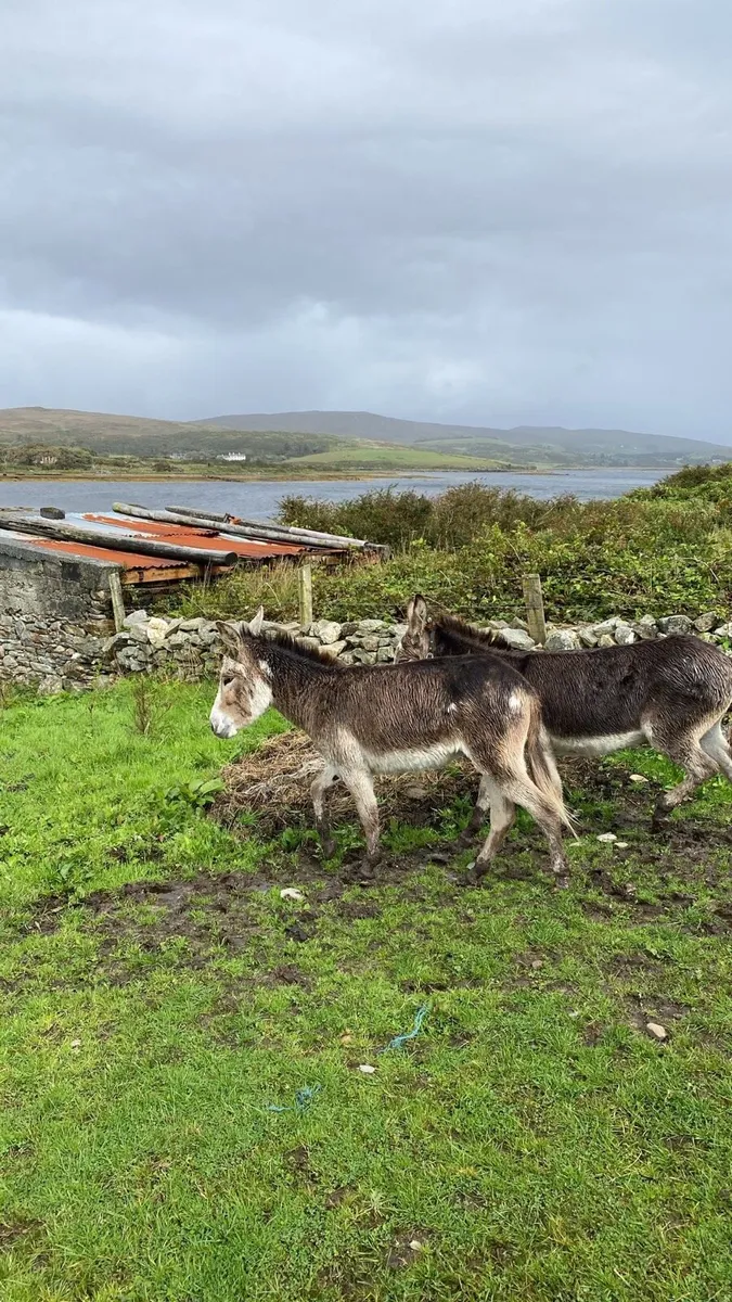 Two mare donkeys - Image 2