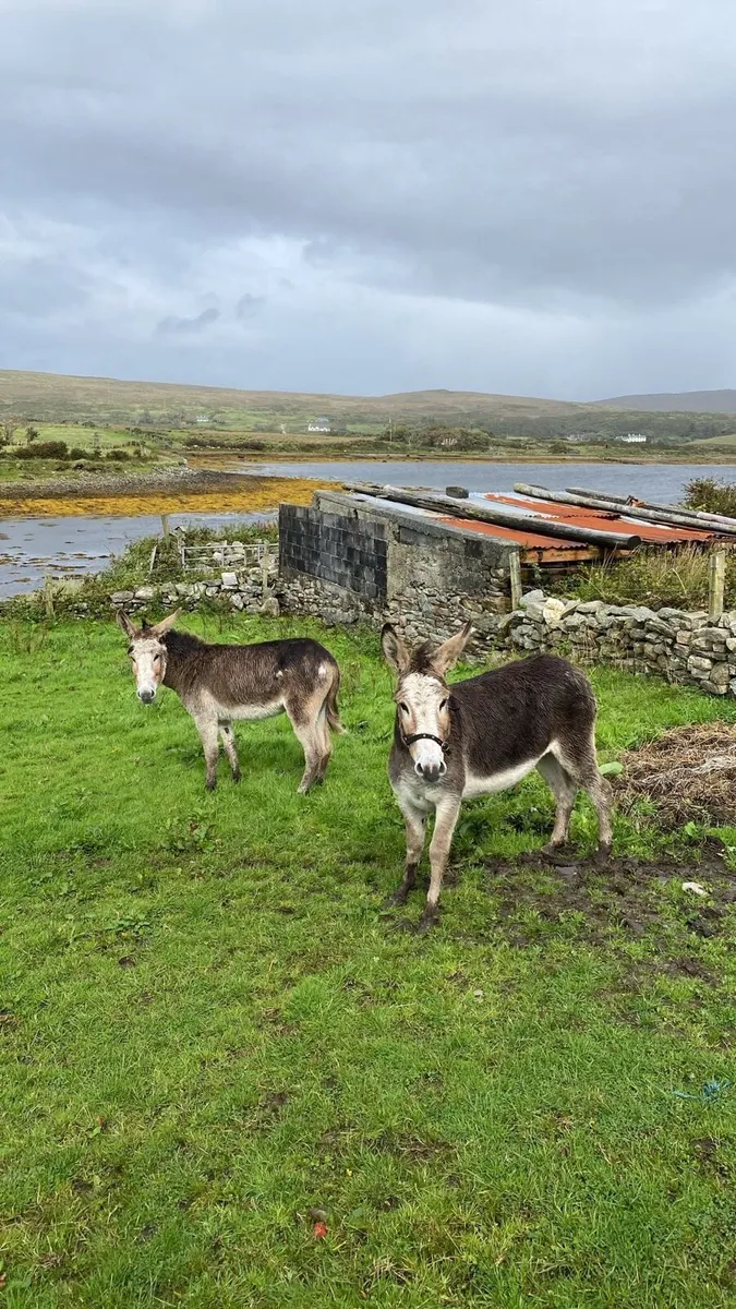 Two mare donkeys - Image 3