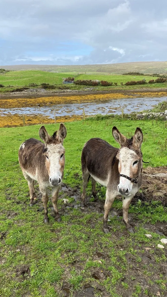 Two mare donkeys - Image 4