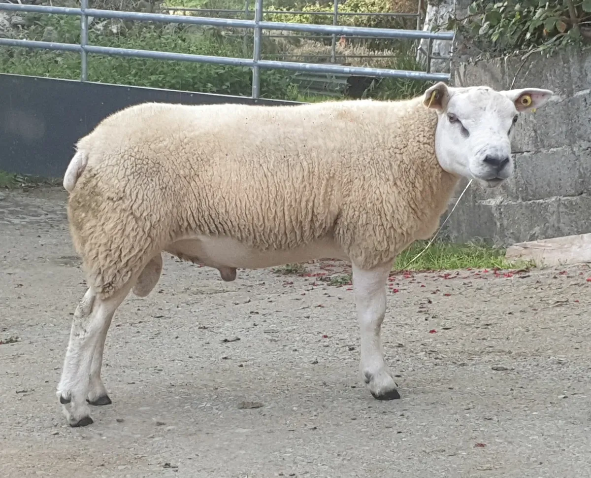 Texel Hogget Rams - Image 2