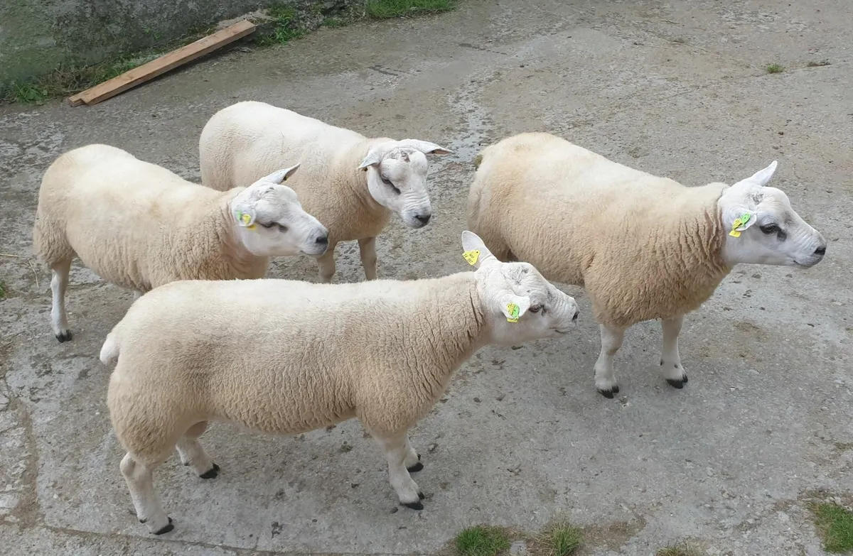 Texel Hogget Rams - Image 3