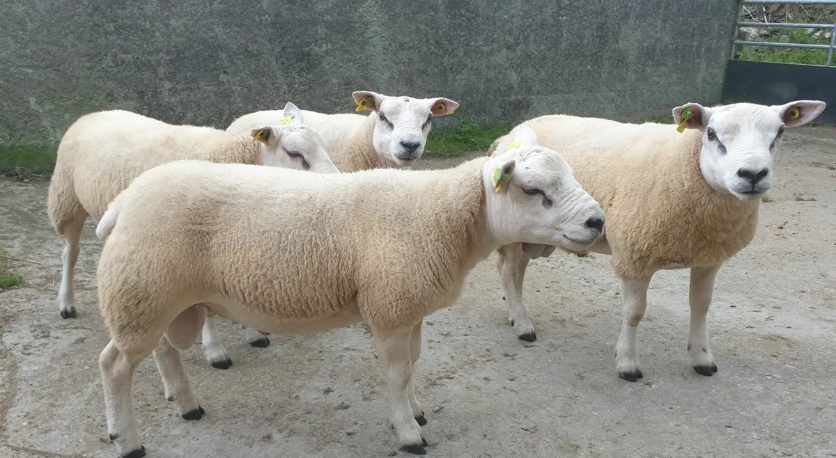 Texel Hogget Rams - Image 4