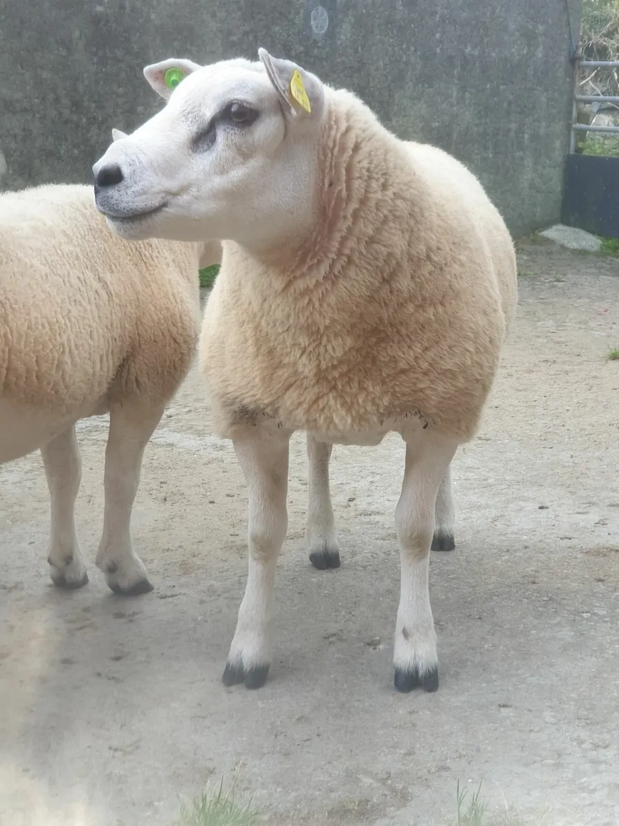 Texel Hogget Rams - Image 2