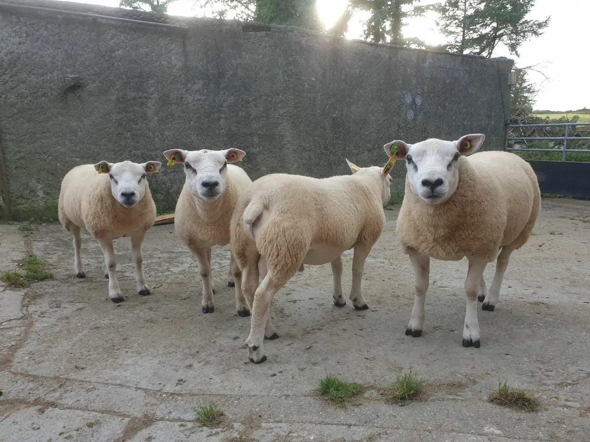 Texel Hogget Rams - Image 1