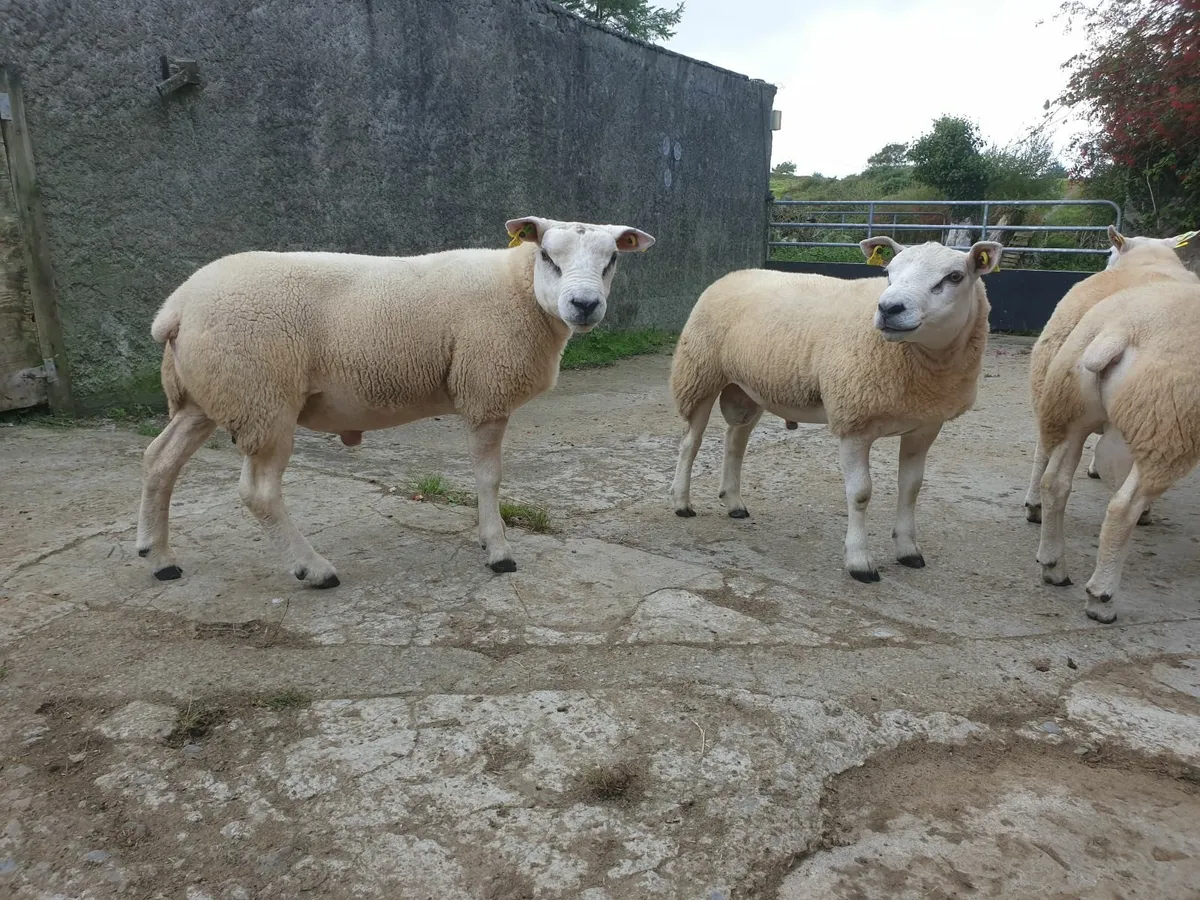 Texel Hogget Rams - Image 1