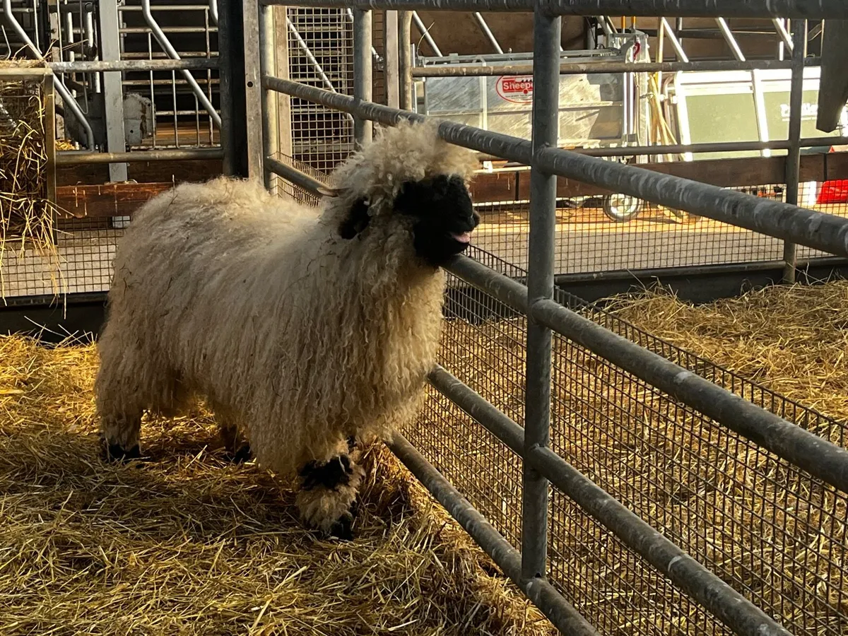 Valais Blacknose Ewe - Image 1