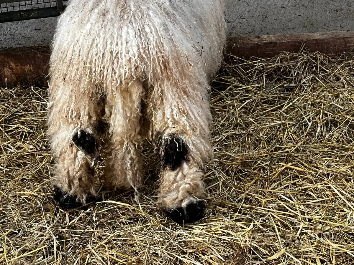 Valais Blacknose Ewe - Image 2