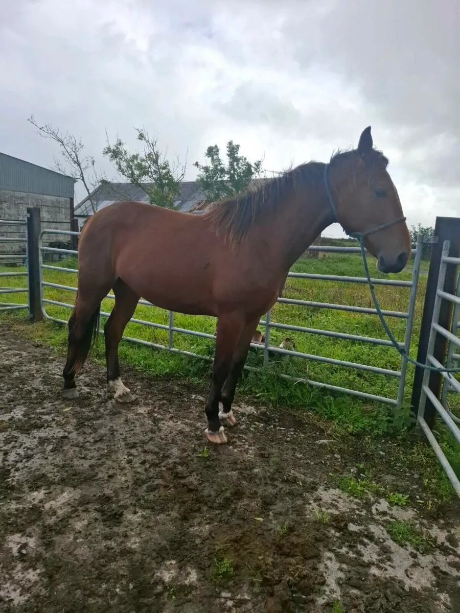 Two geldings - Image 1