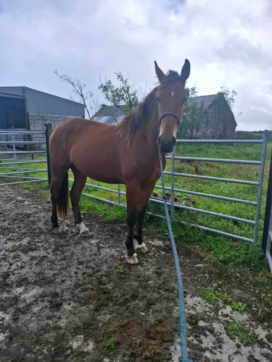 Two geldings - Image 2