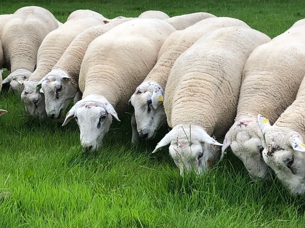 Belclare rams - Image 1
