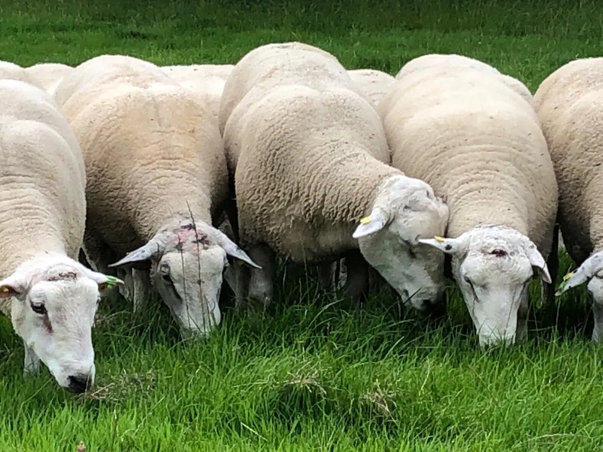 Belclare rams - Image 3