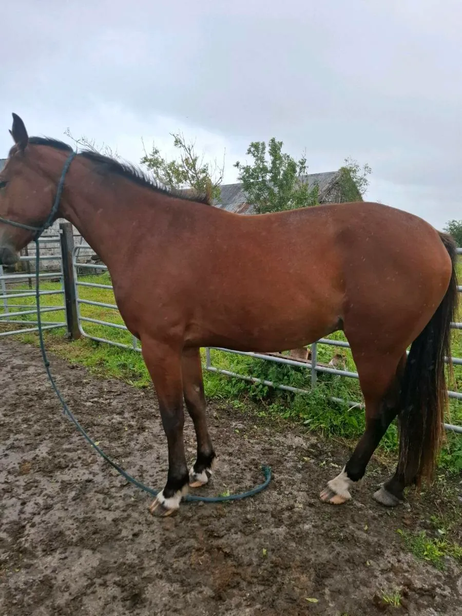 Two geldings - Image 3