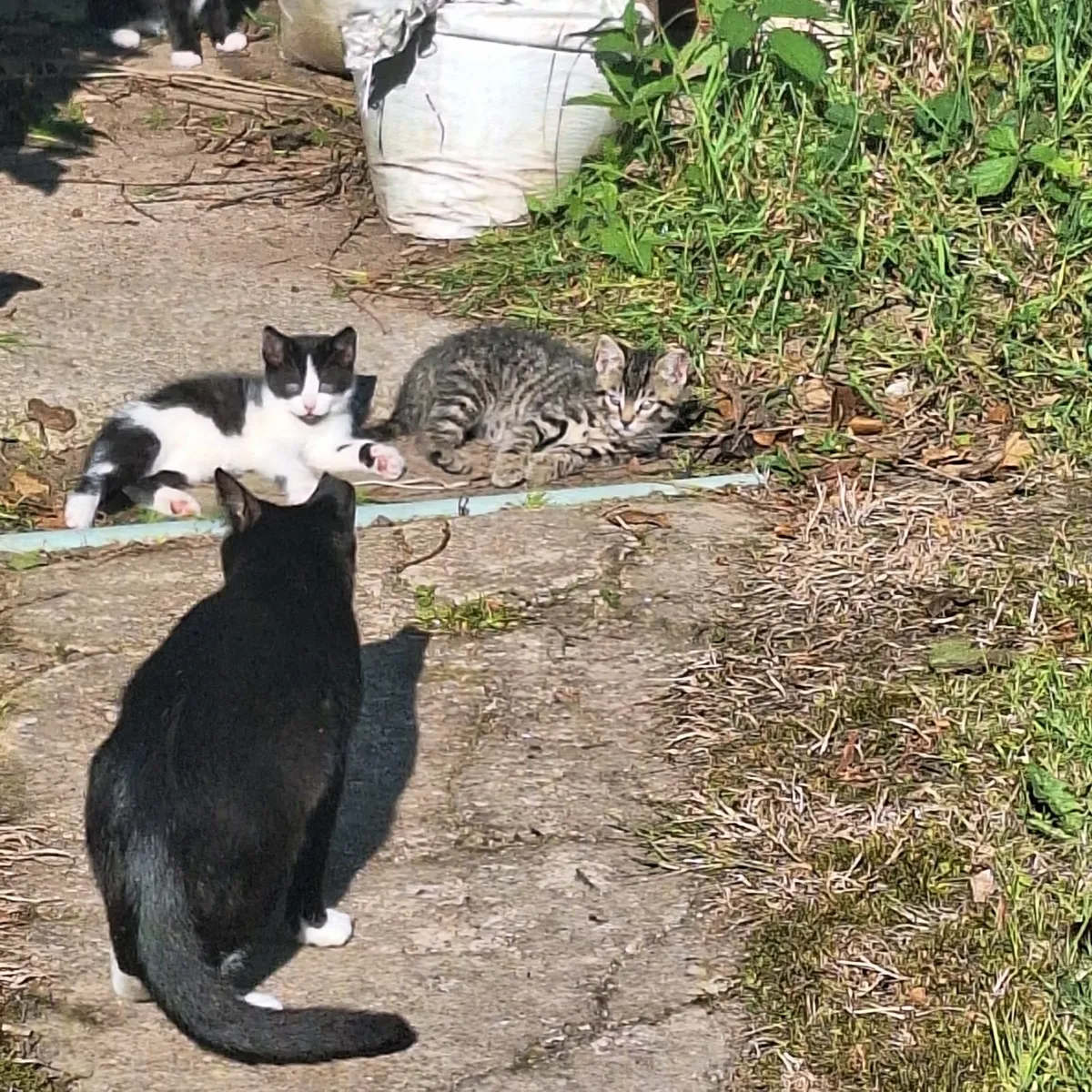 KITTENS - Image 4
