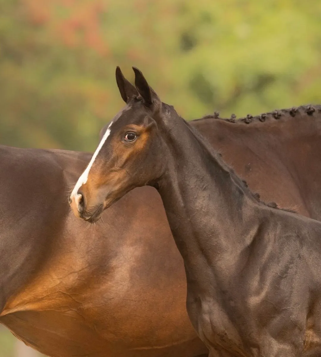 2025 Bay Colt Foal and Mare - Image 2