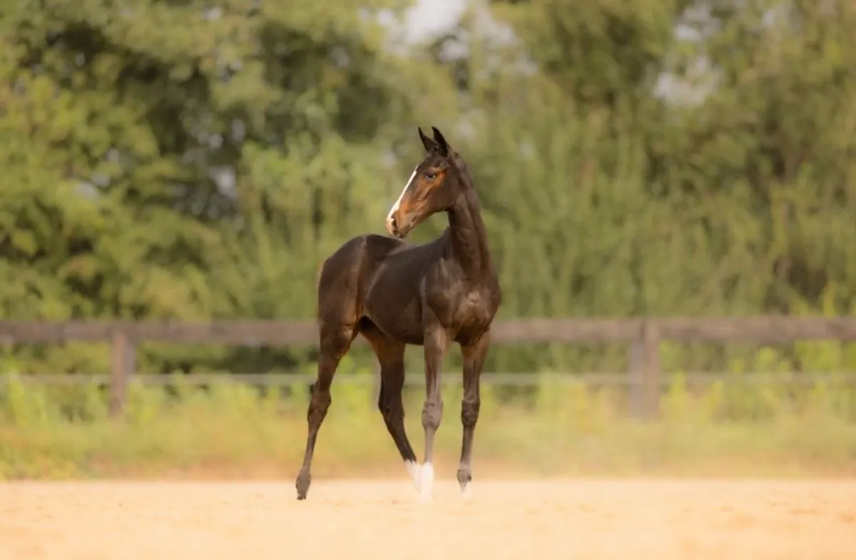 2025 Bay Colt Foal and Mare - Image 3