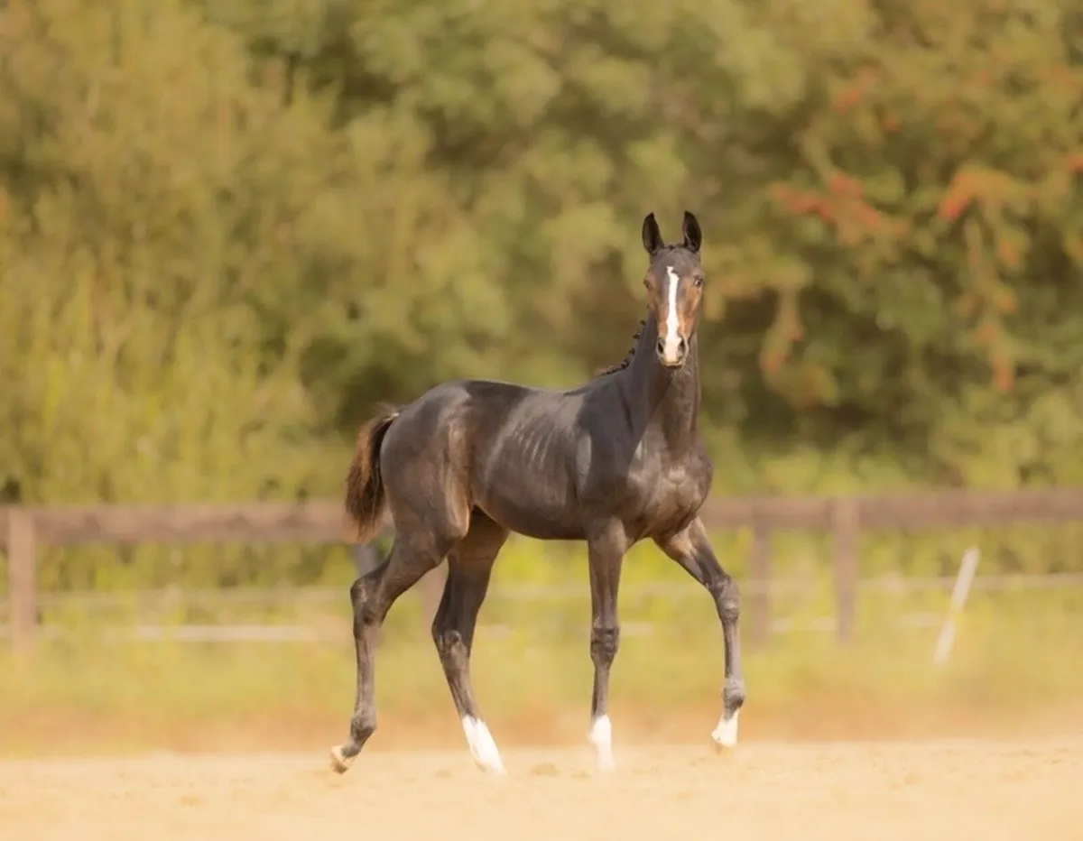 2025 Bay Colt Foal and Mare - Image 4