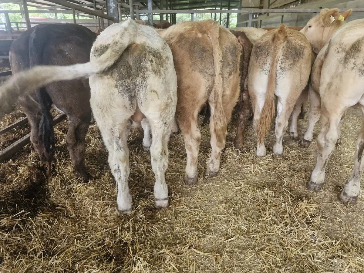12 Super Continental Bullocks - Image 1