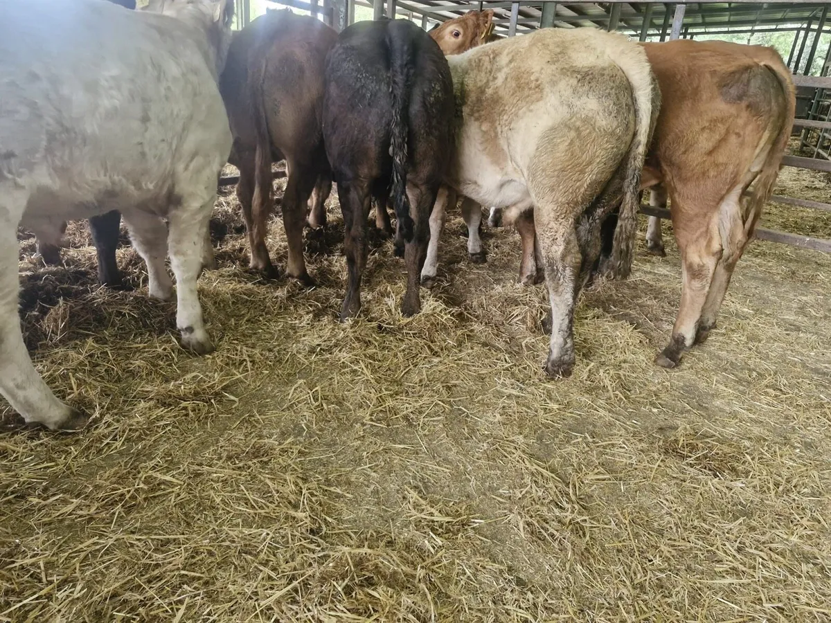 12 Super Continental Bullocks - Image 2