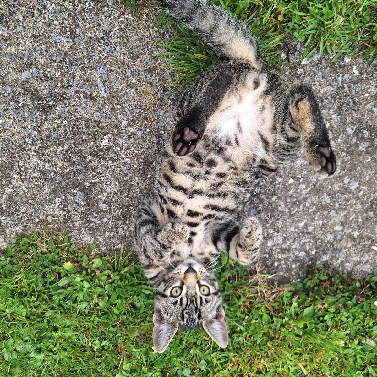 KITTENS - Image 1