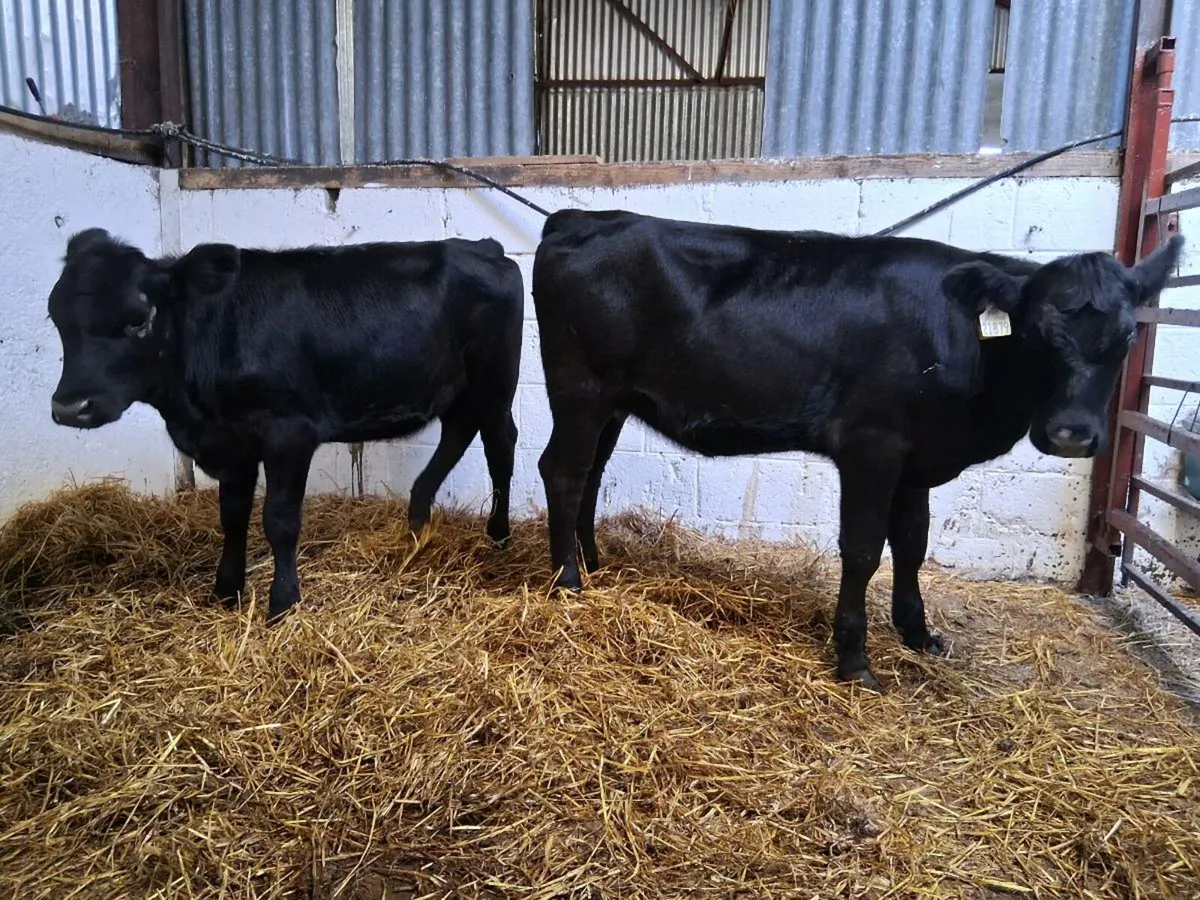 7 Angus Heifer Weanlings - Image 2