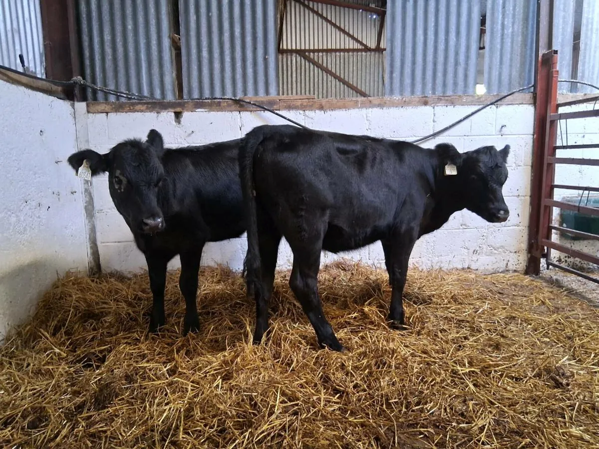 7 Angus Heifer Weanlings - Image 3