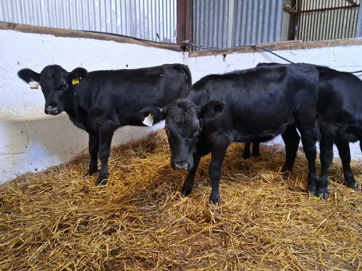 7 Angus Heifer Weanlings - Image 4