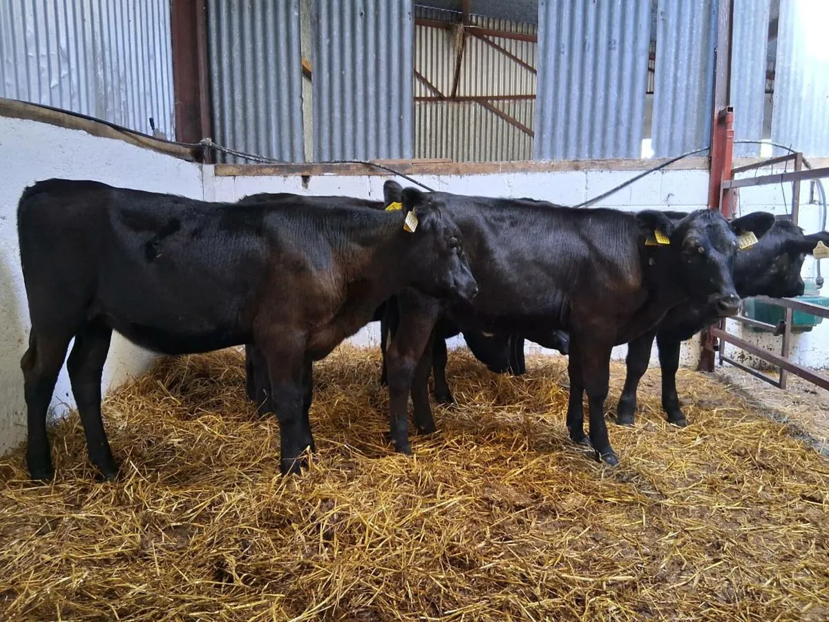 7 Angus Heifer Weanlings - Image 1