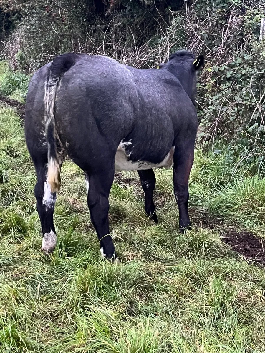 Heifers - Image 2