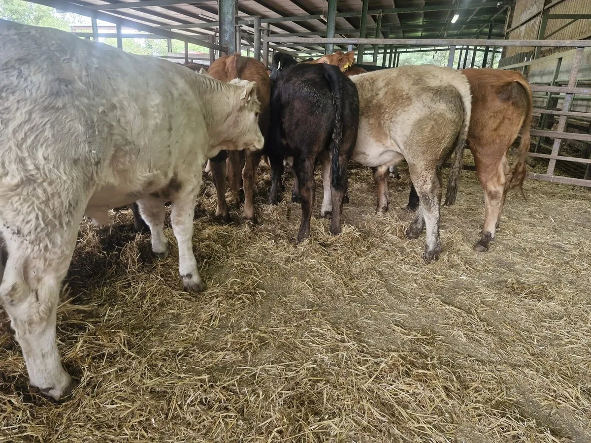 12 Super Continental Bullocks - Image 3