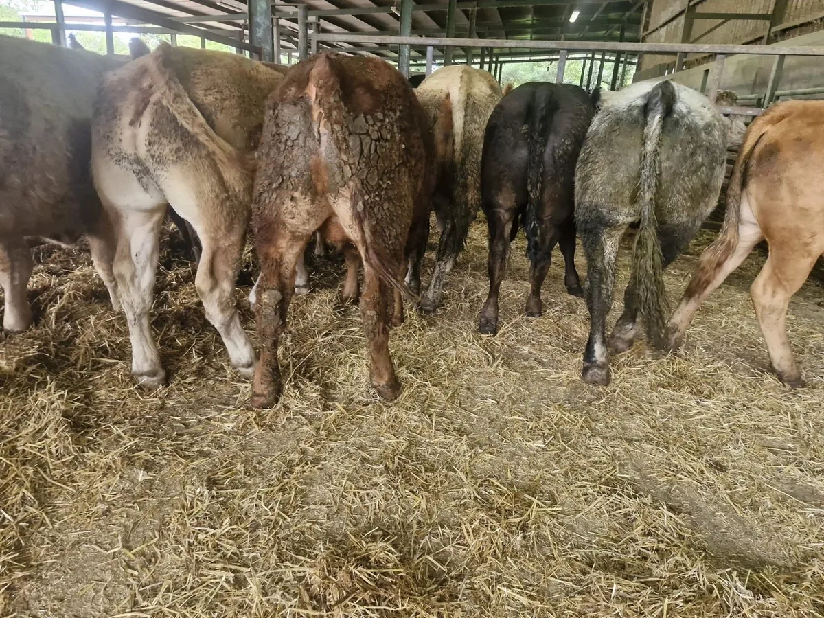 12 Super Continental Bullocks - Image 4