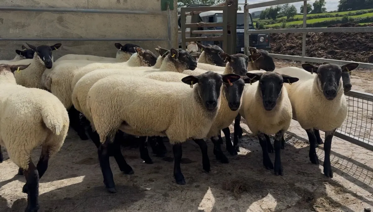Top quality Suffolk Mule Hoggets - Image 1