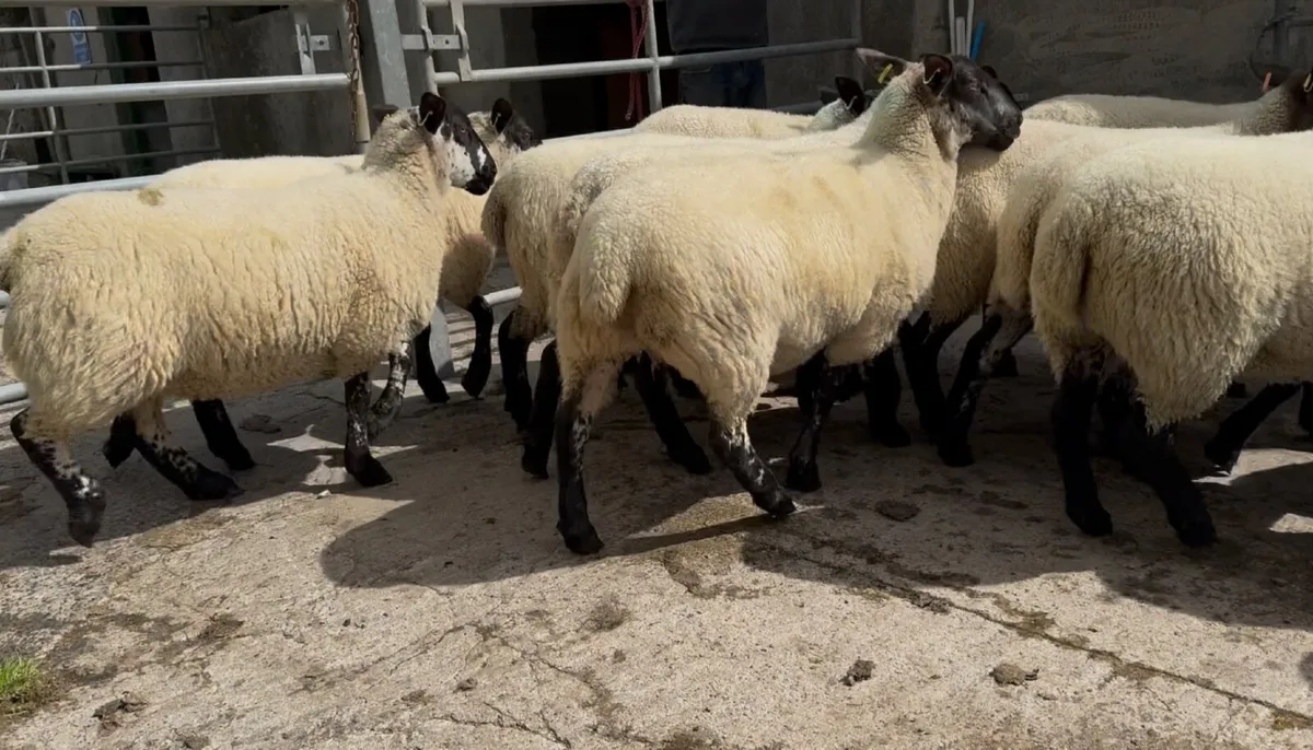 Top quality Suffolk Mule Hoggets - Image 2