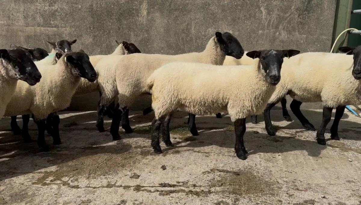 Top quality Suffolk Mule Hoggets - Image 3