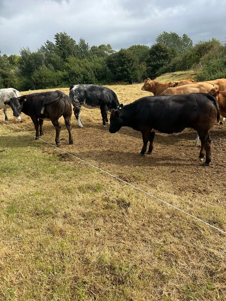 8 super breeding type heifers - Image 1